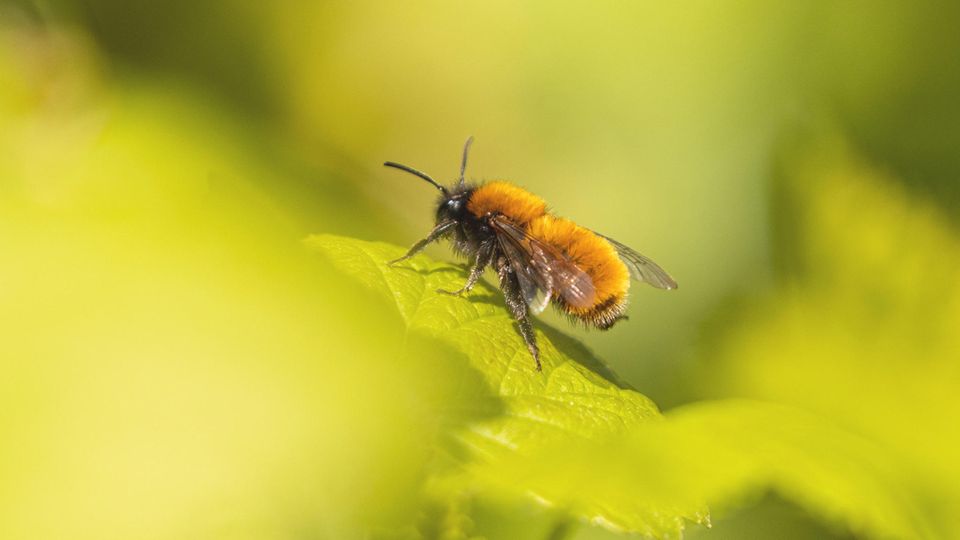 Bienenart Andrena fulva auf einem grünen Blatt
