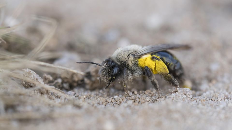 Weidensandbiene, Andrena vaga