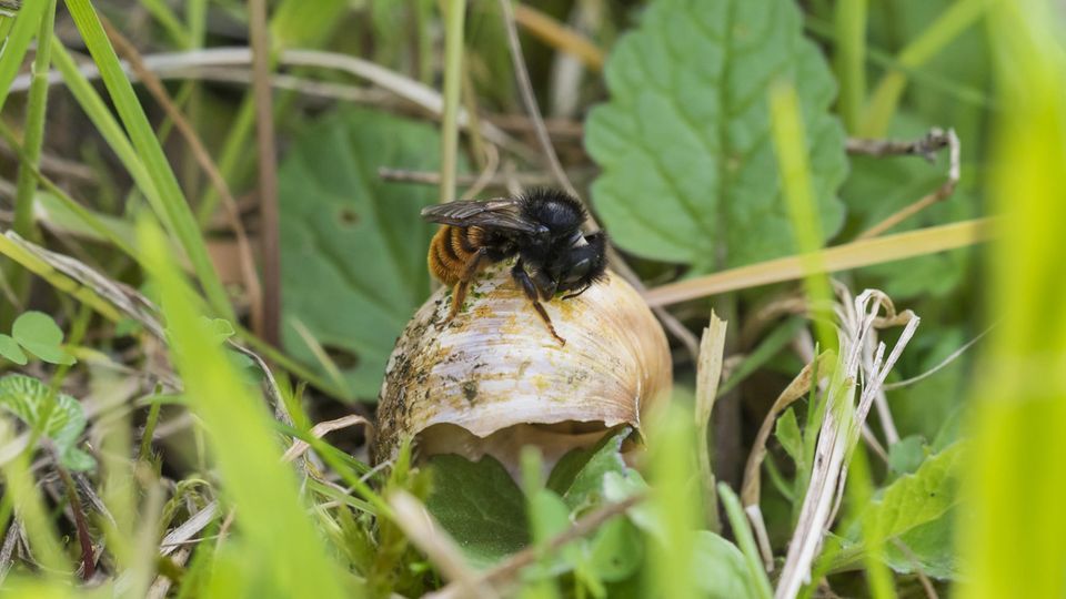 Zweifarbige Schneckenhaus-Mauerbiene (Osmia bicolor) auf einem Schneckenhaus