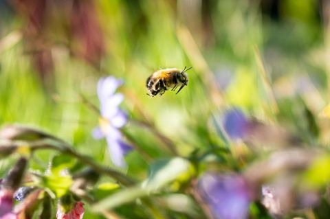 Verschiedene Bienenarten fliegen durch ein Blumenfeld