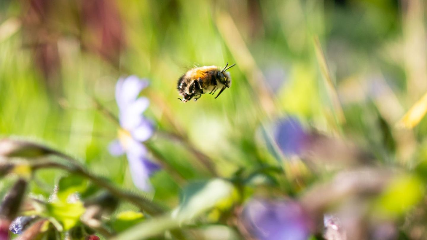 Verschiedene Bienenarten fliegen durch ein Blumenfeld