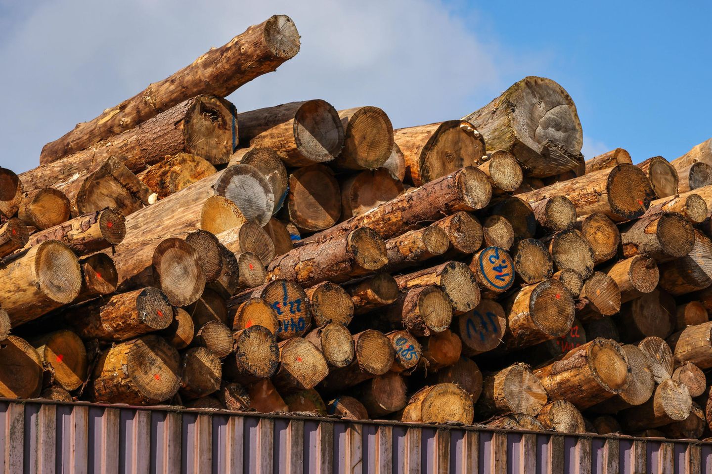 Holzstämme für den Export lagern im Duisburger Containerhafen. Ihre Behandlung mit dem Pestizid Sulfuryldiflourid kritisieren Umweltverbände als extrem klimaschädlich