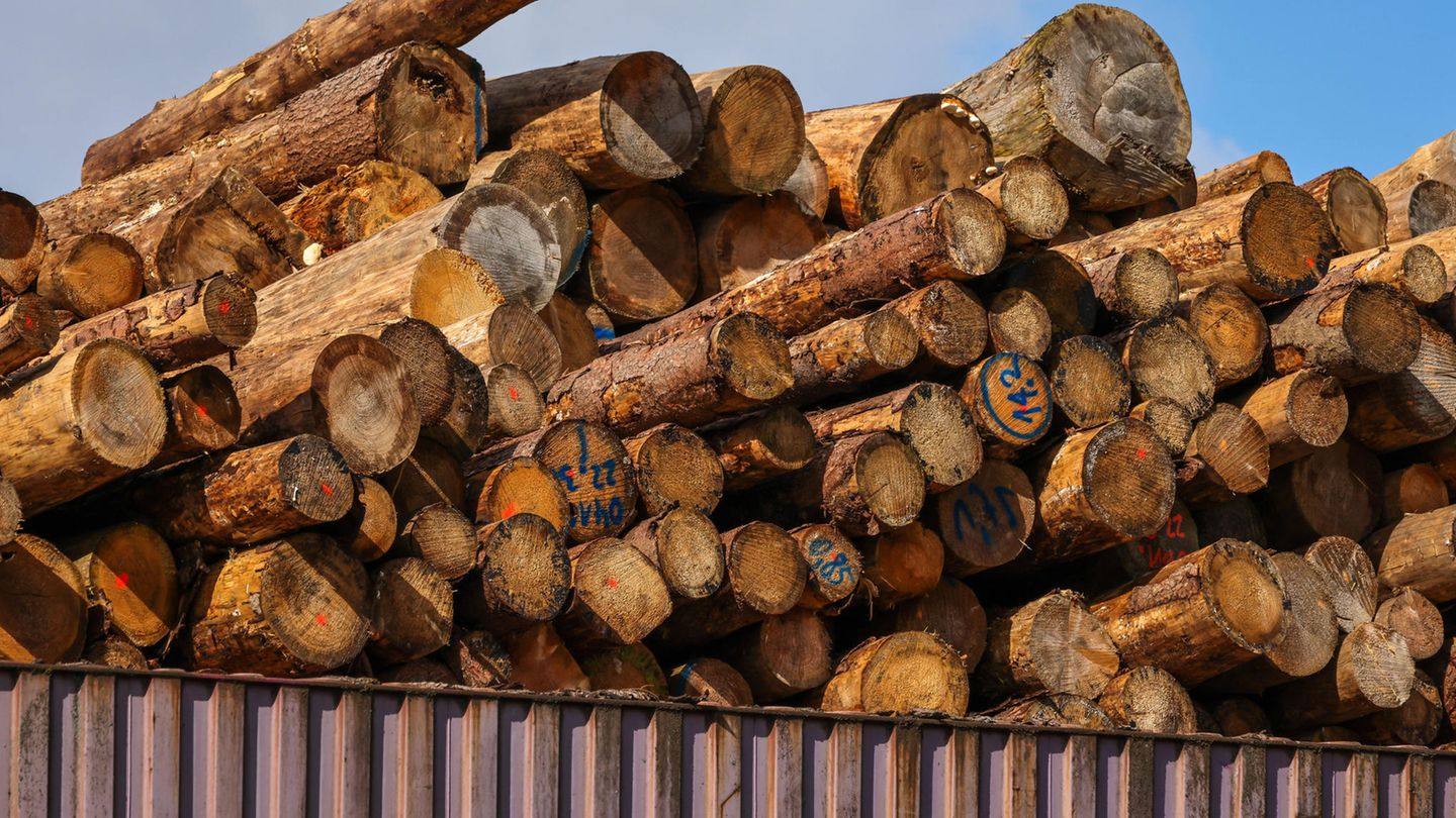 Holzstämme für den Export lagern im Duisburger Containerhafen. Ihre Behandlung mit dem Pestizid Sulfuryldiflourid kritisieren Umweltverbände als extrem klimaschädlich