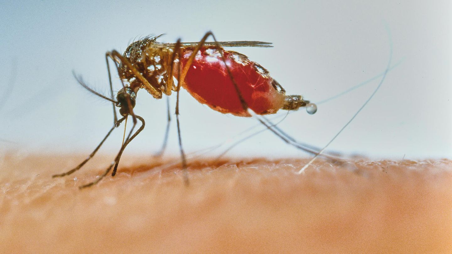 Anopheles-Mücke saugt sich mit Blut voll