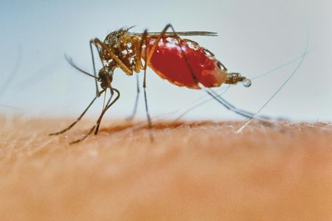 Anopheles-Mücke saugt sich mit Blut voll