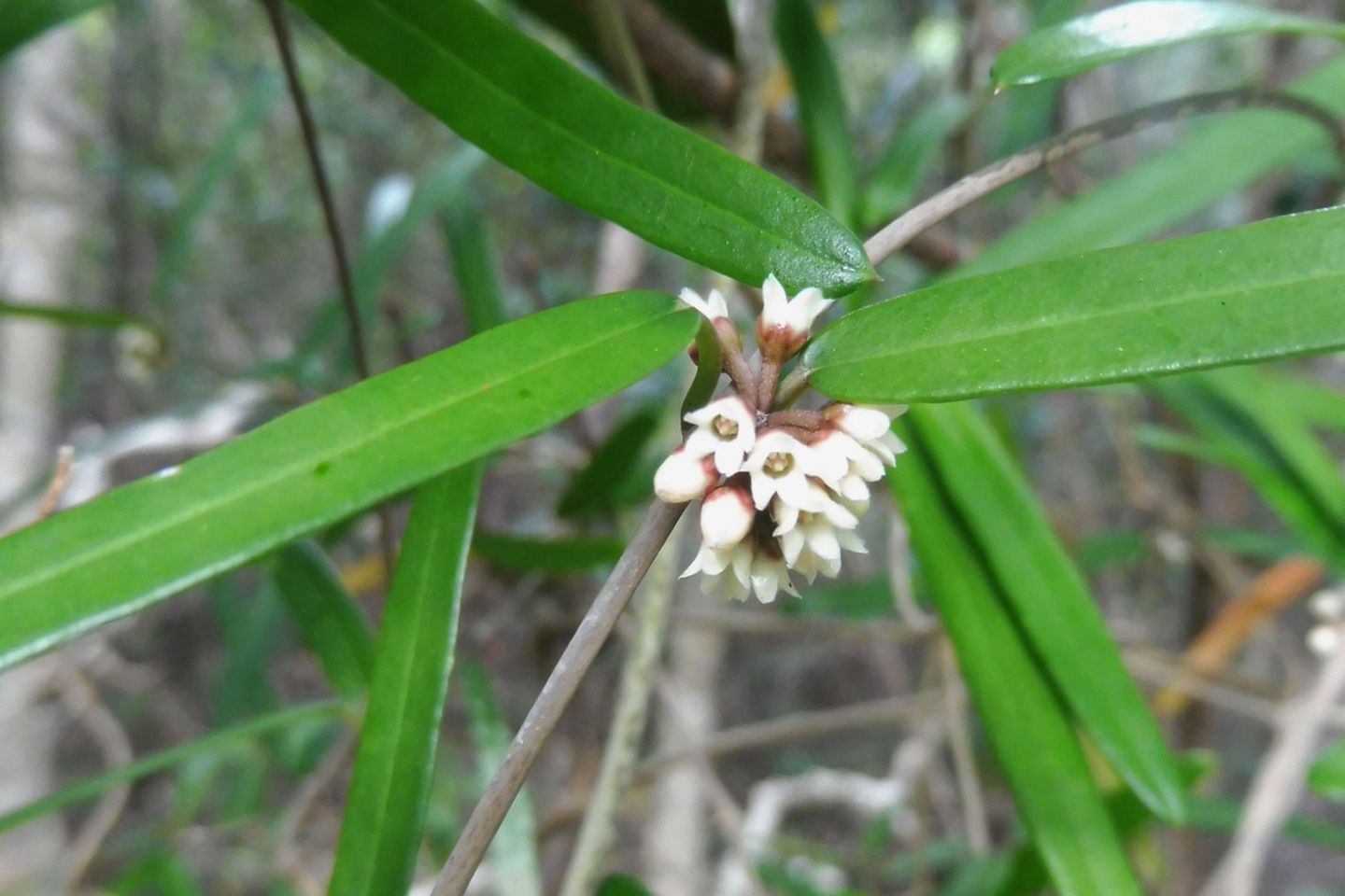 Leichhardtia weari in ihrem ursprünglichen Lebensraum auf der Insel Yandé