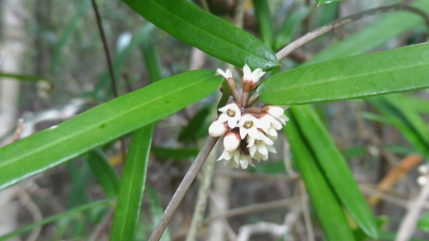 Leichhardtia weari in ihrem ursprünglichen Lebensraum auf der Insel Yandé