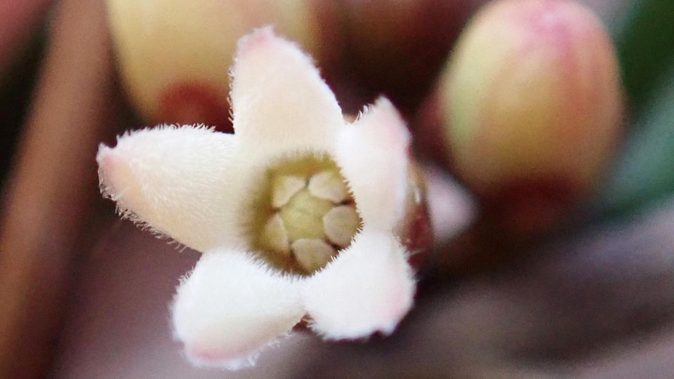 Das Unterscheidungsmerkmal: die geöffnete Einzelblüte von Leichhardtia weari