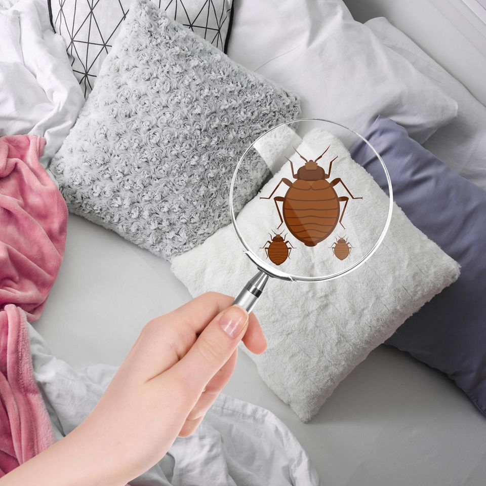 Bettwanzen im Urlaub