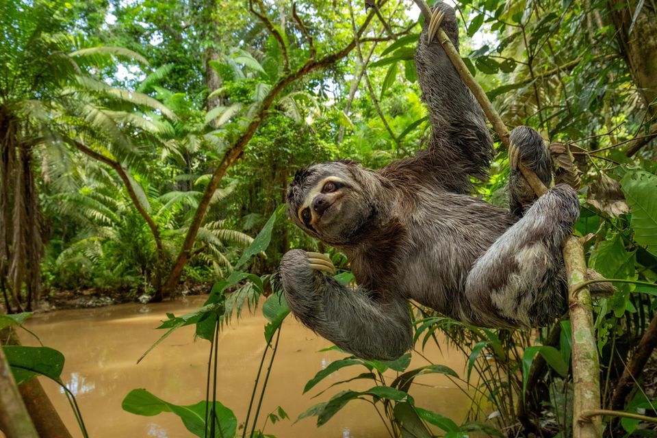 Ein Braunkehl-Faultier im Nationalpark Yasuní, dem größten Ecuadors  1.5004