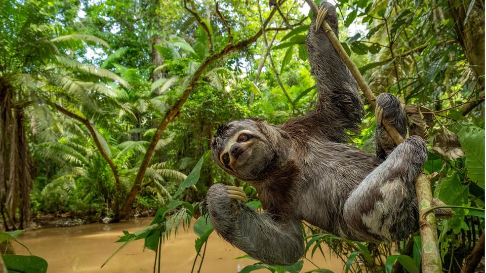 Ein Braunkehl-Faultier im Nationalpark Yasuní, dem größten Ecuadors