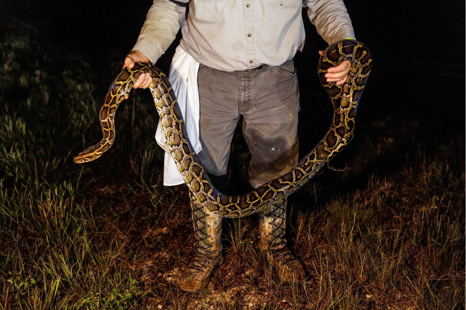 Zugriff: Große Schlangen kann Tom Rahill nur im Zweikampf überwinden. Er drückt ihren Körper auf den Boden und windet die Schlaufen auseinander, die das Tier um Arme und Beine legt. Dieser Python ist etwa drei Meter lang, eigentlich sucht Rahill ein "Monster": Mindestens fünfeinhalb Meter lang und 100 Kilogramm schwer