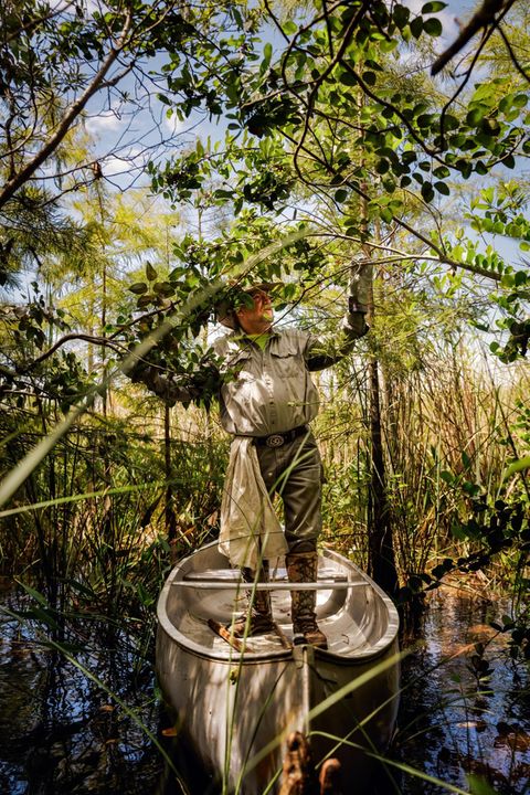 Tom Rahill navigiert sein Boot zu einer Insel in den Sümpfen der Everglades, er kennt die Gegend wie nur wenige Menschen. Und weiß deshalb um den Schaden, den Tigerpythons anrichten: Fast alle Waschbären, Opossums, Luchse, Kaninchen und Füchse sind in den Mägen der Schlangen verschwunden