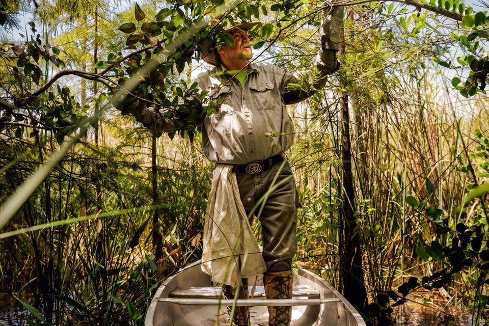 Tom Rahill navigiert sein Boot zu einer Insel in den Sümpfen der Everglades, er kennt die Gegend wie nur wenige Menschen. Und weiß deshalb um den Schaden, den Tigerpythons anrichten: Fast alle Waschbären, Opossums, Luchse, Kaninchen und Füchse sind in den Mägen der Schlangen verschwunden 0.667