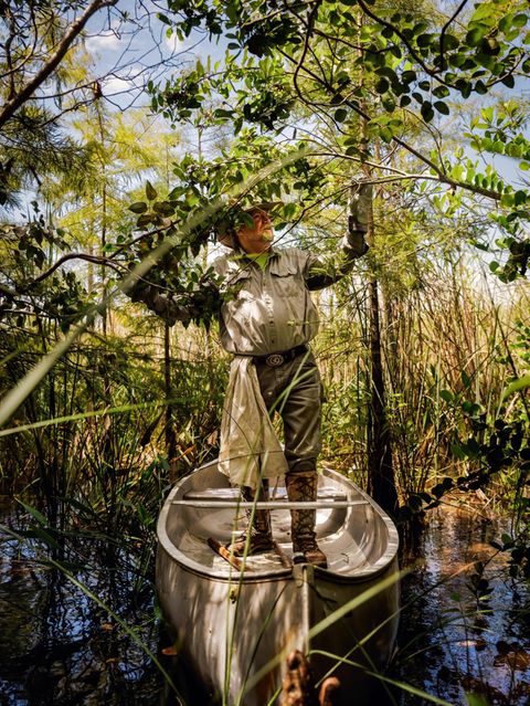 Tom Rahill navigiert sein Boot zu einer Insel in den Sümpfen der Everglades, er kennt die Gegend wie nur wenige Menschen. Und weiß deshalb um den Schaden, den Tigerpythons anrichten: Fast alle Waschbären, Opossums, Luchse, Kaninchen und Füchse sind in den Mägen der Schlangen verschwunden