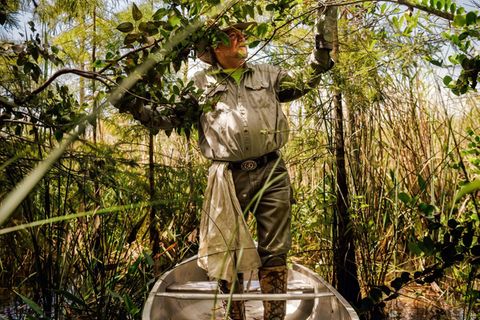 Tom Rahill navigiert sein Boot zu einer Insel in den Sümpfen der Everglades, er kennt die Gegend wie nur wenige Menschen. Und weiß deshalb um den Schaden, den Tigerpythons anrichten: Fast alle Waschbären, Opossums, Luchse, Kaninchen und Füchse sind in den Mägen der Schlangen verschwunden