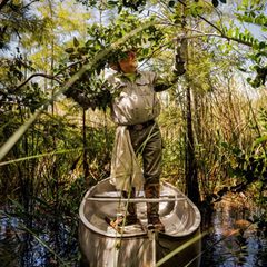 Tom Rahill navigiert sein Boot zu einer Insel in den Sümpfen der Everglades, er kennt die Gegend wie nur wenige Menschen. Und weiß deshalb um den Schaden, den Tigerpythons anrichten: Fast alle Waschbären, Opossums, Luchse, Kaninchen und Füchse sind in den Mägen der Schlangen verschwunden