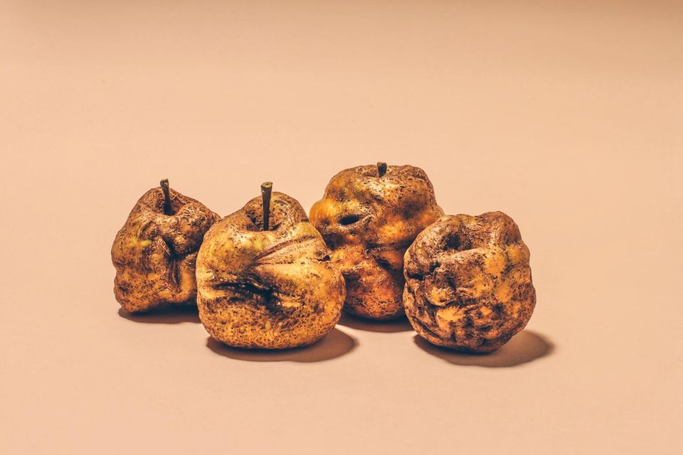 Knobbed Russet England, 1820 Diese Exzentriker geben rein gar nichts auf ihr Aussehen. Knobbed Russets sehen am Baum auch mal wie Frösche aus, einige erinnern an sehr alte Kartoffeln oder an den ewig schlecht gelaunten 80-jährigen Nachbarn. Gut verkäuflich sind sie nicht, man schließt ja vom Äußeren auf das Innere. Was schade ist: Die schrumpeligen Äpfel schmecken durchaus süß, nussig und leicht sauer. Stellen Sie sich Maronen mit Orangensoße vor, das trifft es gut