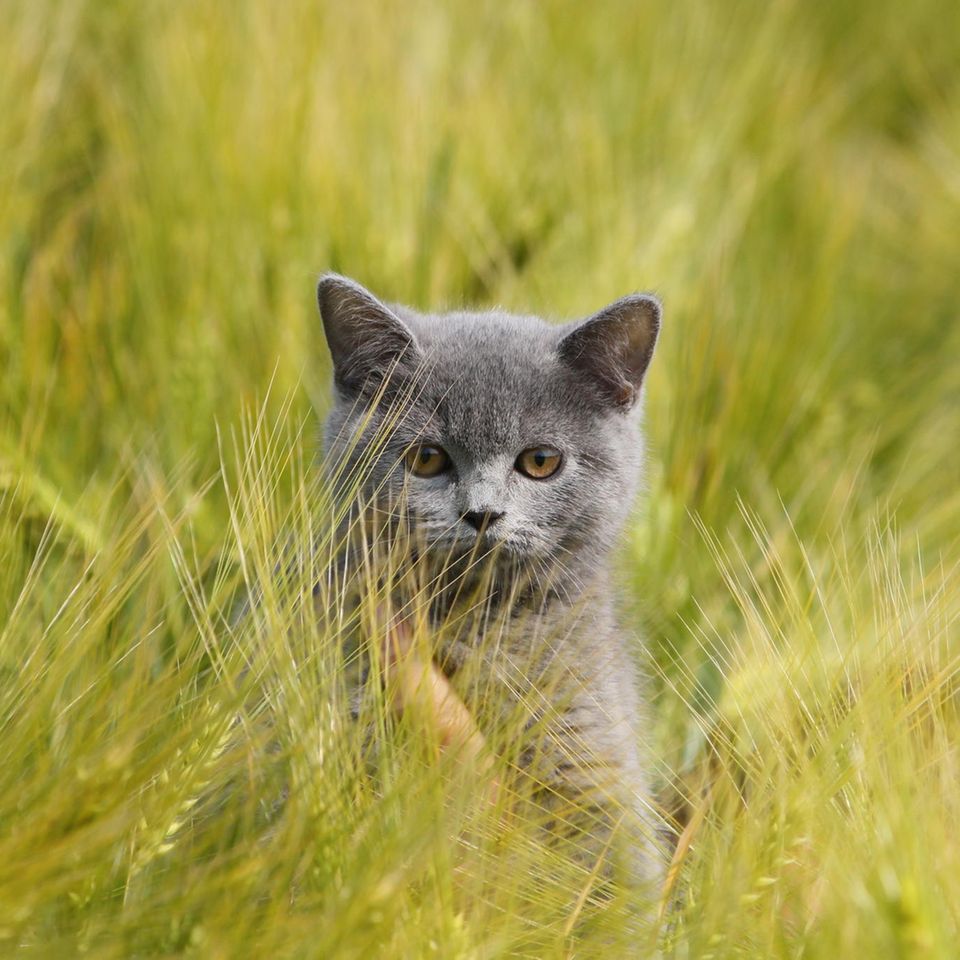 Hellgraue Katze sitzt im Gerstenfeld zwischen Grannen