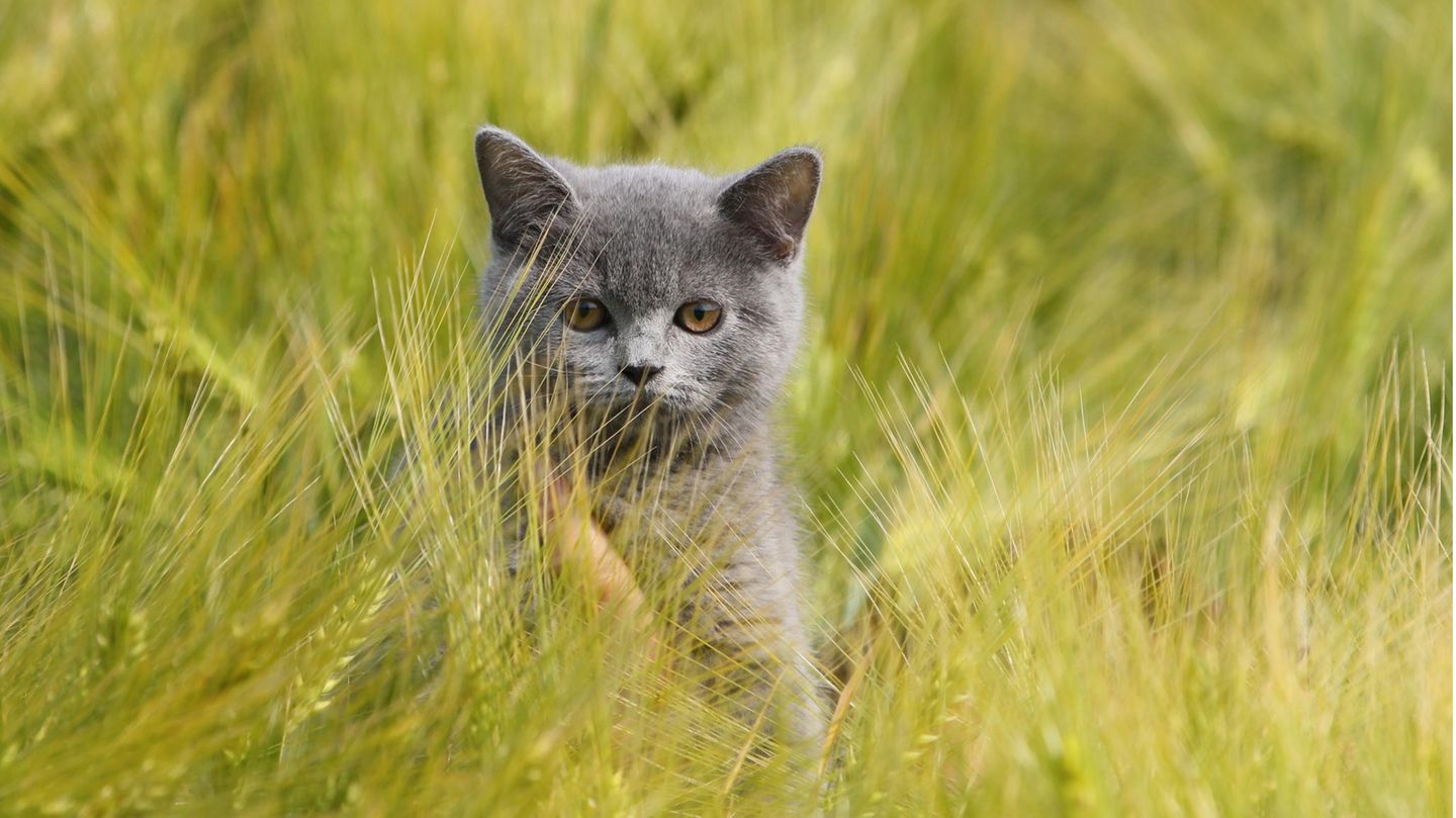 Hellgraue Katze sitzt im Gerstenfeld zwischen Grannen