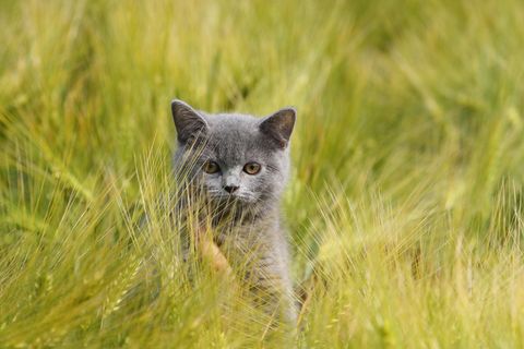 Hellgraue Katze sitzt im Gerstenfeld zwischen Grannen