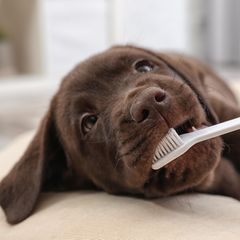 Das Zähneputzen lernen Hunde idealerweise bereits im Welpenalter. Aber auch ausgewachsene Vierbeiner gewöhnen sich mit den richtigen Tricks schnell an die Zahnpflege