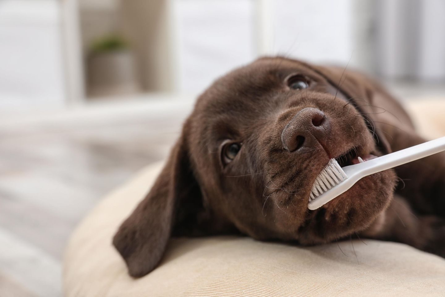 Das Zähneputzen lernen Hunde idealerweise bereits im Welpenalter. Aber auch ausgewachsene Vierbeiner gewöhnen sich mit den richtigen Tricks schnell an die Zahnpflege