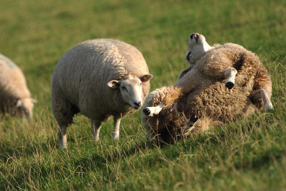 Zu breit, zu schwer: Manche Schafe kommen aus eigener Kraft nicht wieder auf die Beine