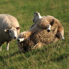 Zu breit, zu schwer: Manche Schafe kommen aus eigener Kraft nicht wieder auf die Beine