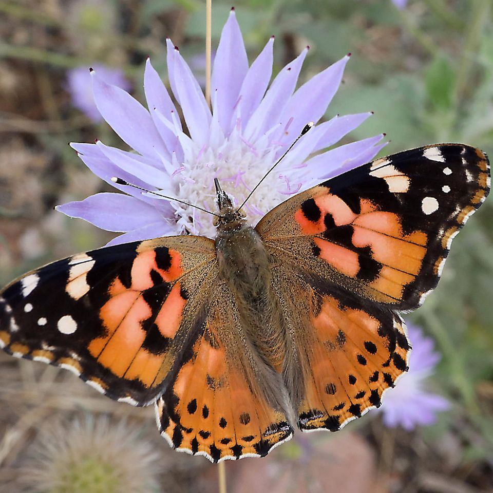 Distelfalter auf einer Blüte