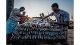 "Sorting Fish"