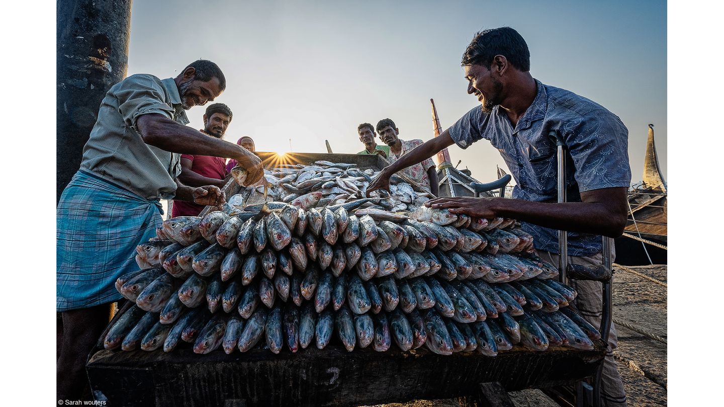"Sorting Fish" "Sorting Fish"