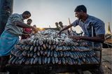 "Sorting Fish"