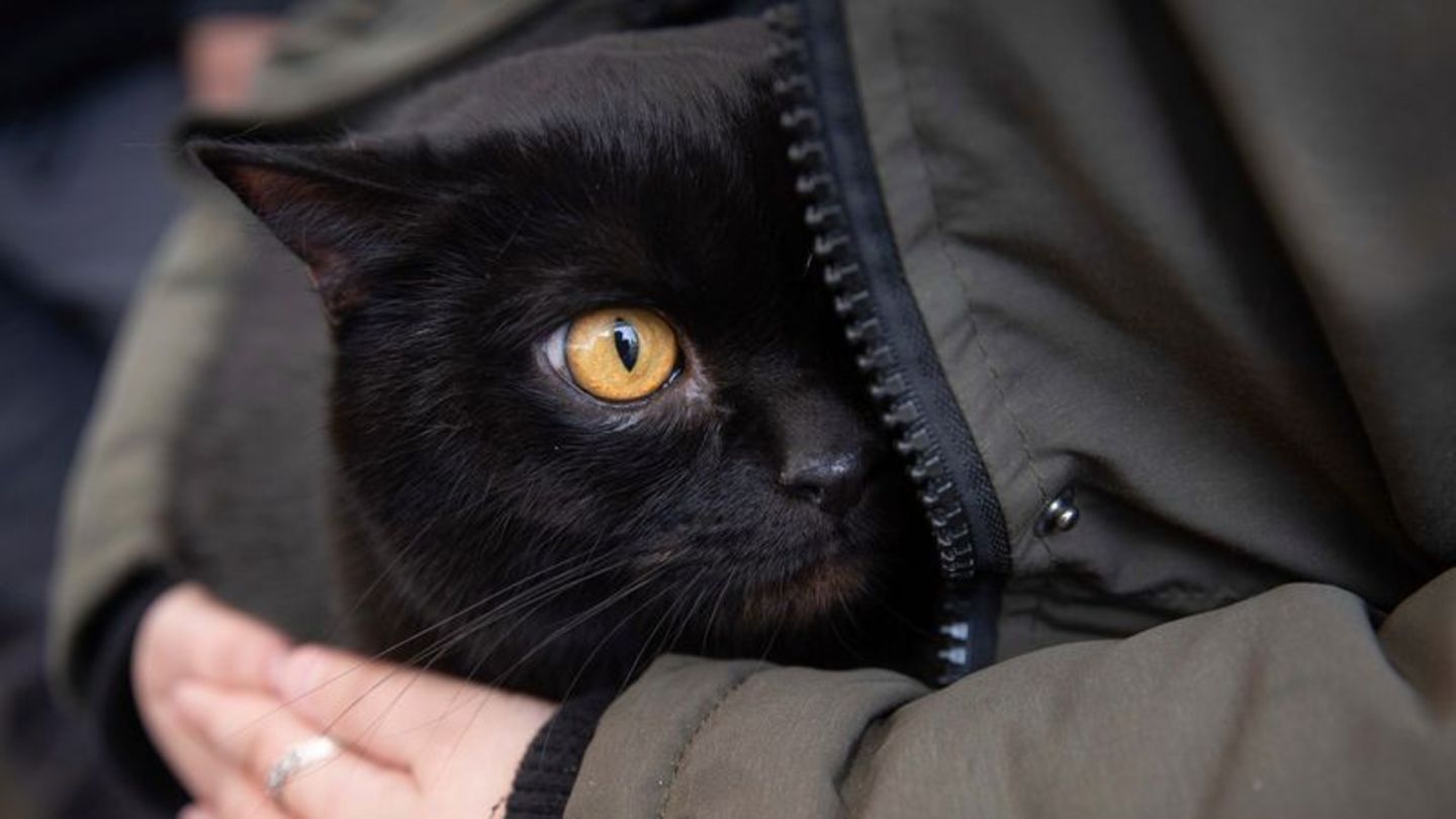 Eine Frau beschützt ihre schwarze Katze auf dem Arm am Grenzübergang in Medyka