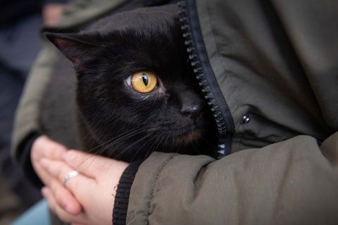 Eine Frau beschützt ihre schwarze Katze auf dem Arm am Grenzübergang in Medyka