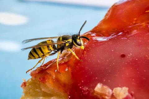 Wespe auf Marmelade