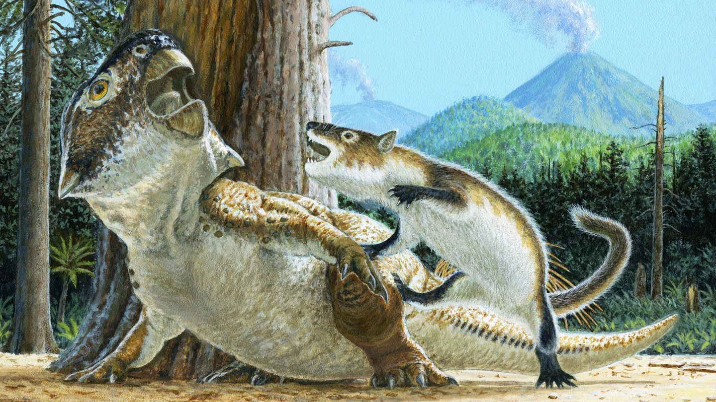 Vor ungefähr 125 Millionen Jahren soll das Säugetier Psittacosaurus lujiatunensis (rechts) einen Dinosaurier der Art Repenomamus robustus angegriffen haben
