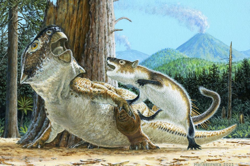 Vor ungefähr 125 Millionen Jahren soll das Säugetier Psittacosaurus lujiatunensis (rechts) einen Dinosaurier der Art Repenomamus robustus angegriffen haben