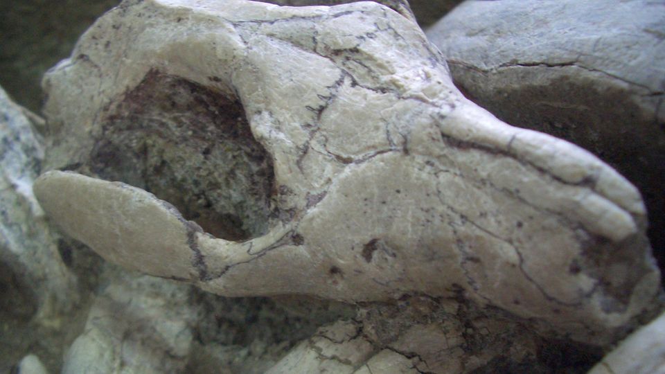 Paläontologie: Noch Jahrmillionen nach dem Kampf ist der Kiefer des Repenomamus in den Brustkorb des Psittacosaurus verbissen Noch Jahrmillionen nach dem Kampf ist der Kiefer des Repenomamus in den Brustkorb des Psittacosaurus verbissen