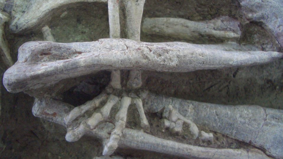 Paläontologie: Das linke Hinterbein des Säugetiers ist unter dem eingeknickten linken Bein des Dinosauriers eingeklemmt, wobei die Hinterpfote das linke Schienbein umklammert Das linke Hinterbein des Säugetiers ist unter dem eingeknickten linken Bein des Dinosauriers eingeklemmt, wobei die Hinterpfote das linke Schienbein umklammert