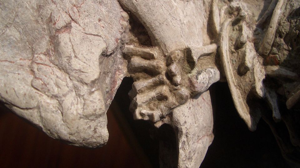 Paläontologie: Die linke Pfote des Säugetiers umklammert den Unterkiefer des Dinosauriers, der leicht nach vorne verschoben ist Die linke Pfote des Säugetiers umklammert den Unterkiefer des Dinosauriers, der leicht nach vorne verschoben ist