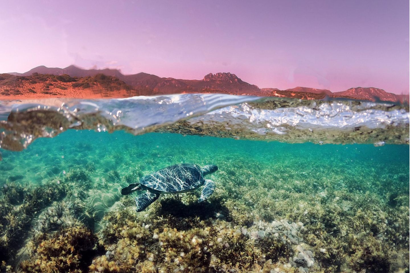 Die IUCN sieht sie als "stark gefährdete" Art: Eine Grüne Meeresschildkröte schwimmt durch das klare Wasser vor der Nordküste Zyperns