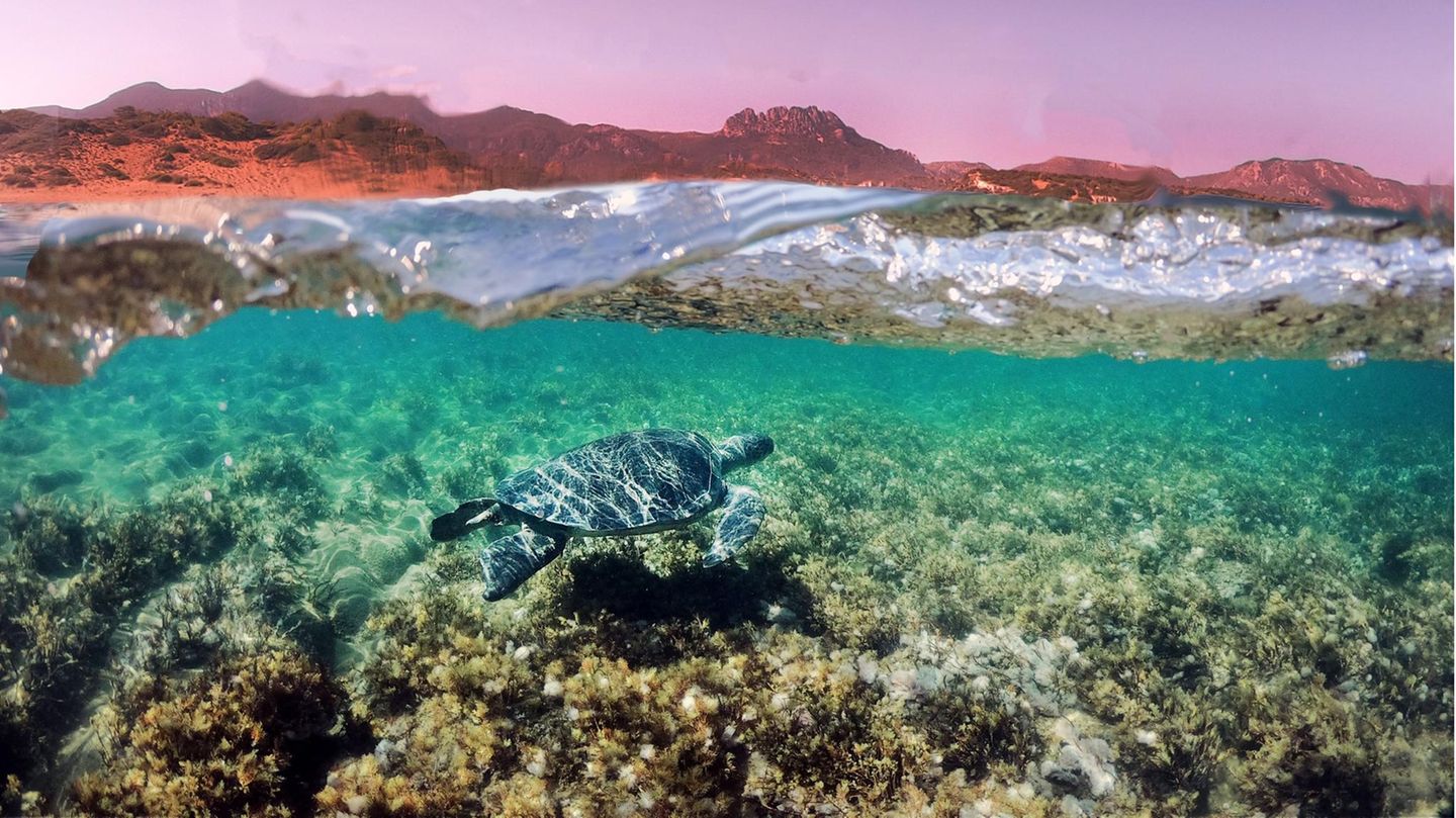 Die IUCN sieht sie als "stark gefährdete" Art: Eine Grüne Meeresschildkröte schwimmt durch das klare Wasser vor der Nordküste Zyperns