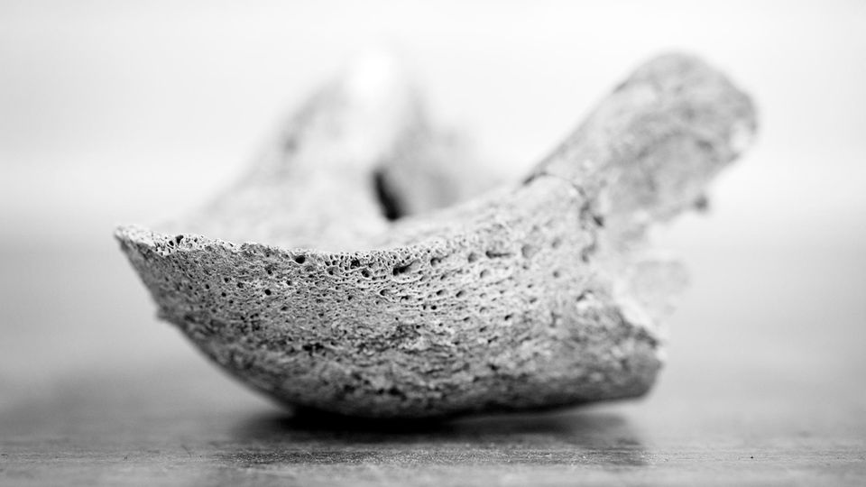 Neue Studie: Forschende nutzten Knochen aus Ausgrabungen im Mittelmeerraum, um festzustellen, wo sich Meeresschildkröten in der Vergangenheit ernährt haben Forschende nutzten Knochen aus Ausgrabungen im Mittelmeerraum, um festzustellen, wo sich Meeresschildkröten in der Vergangenheit ernährt haben