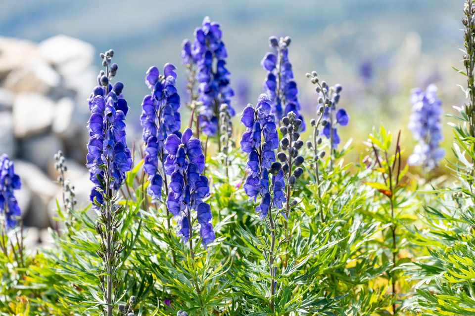 Der Blaue Eisenhut wächst wild etwa in den Alpen  1.5004