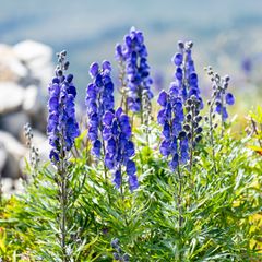 Der Blaue Eisenhut wächst wild etwa in den Alpen