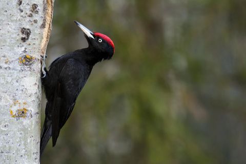 Eine ganze Reihe evolutionärer Kniffe lässt Spechte keinen Brummschädel bekommen