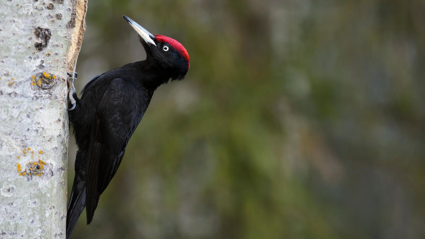 Eine ganze Reihe evolutionärer Kniffe lässt Spechte keinen Brummschädel bekommen