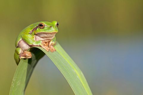 Tatsächlich klettern Laubfrösche in der Natur besonders bei sonnigem, warmem Wetter hoch hinaus