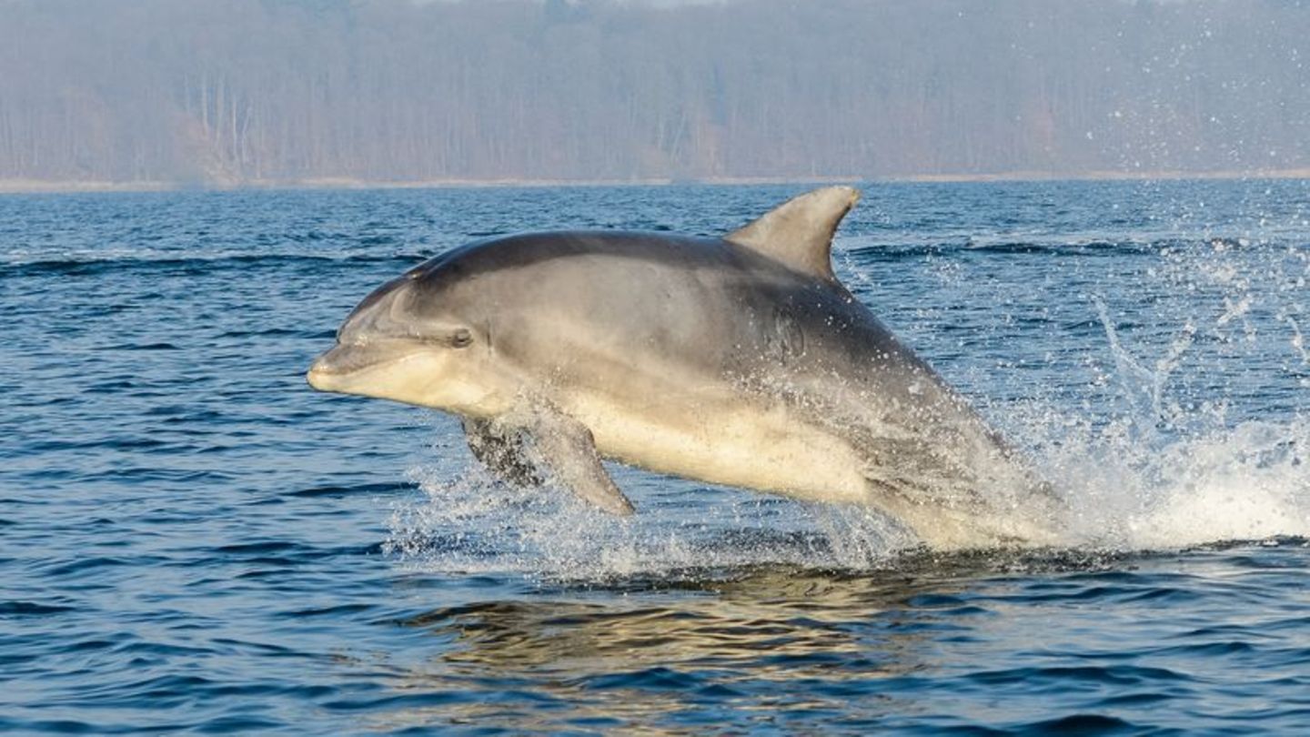 Der militärische Einsatz von Delfinen ist mit hohem Aufwand verbunden